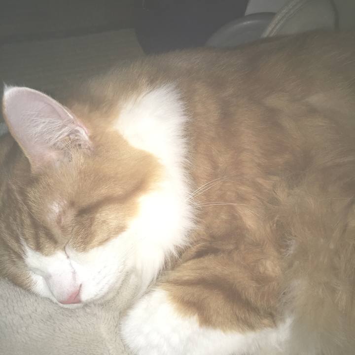 00158519 8c2d 4b59 9368 c4de96ec1874