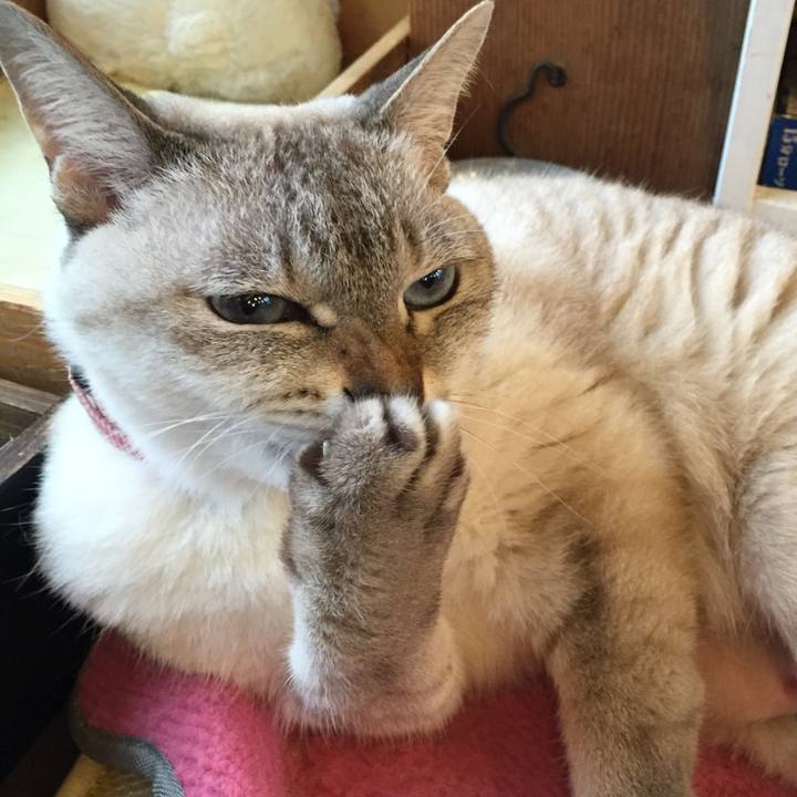 00184a1f 2f8f 4709 ad7e 9bcfe762e237