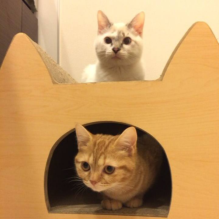 002338ff 831b 44e0 8ac4 f933567655a2