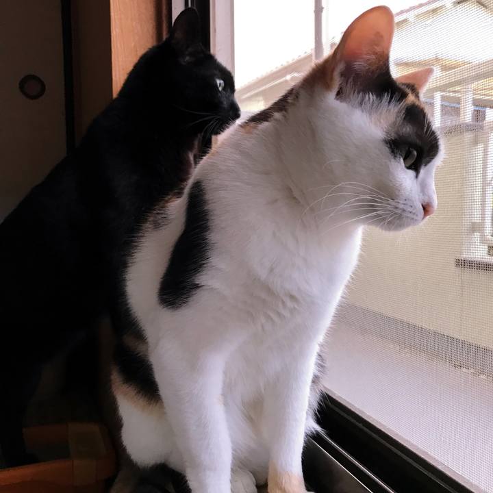 003458f7 77b9 4c84 8ceb ad33630908bb