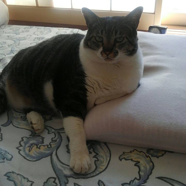 0038dc06 1533 4d6d b63a fe29e6c233e1