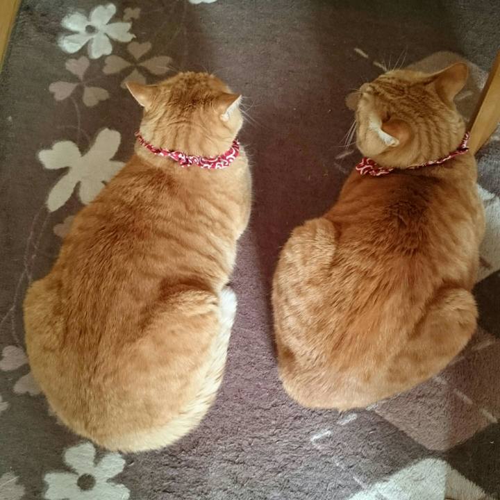 004052d5 6045 4b1b 8690 a7a3ed491b56