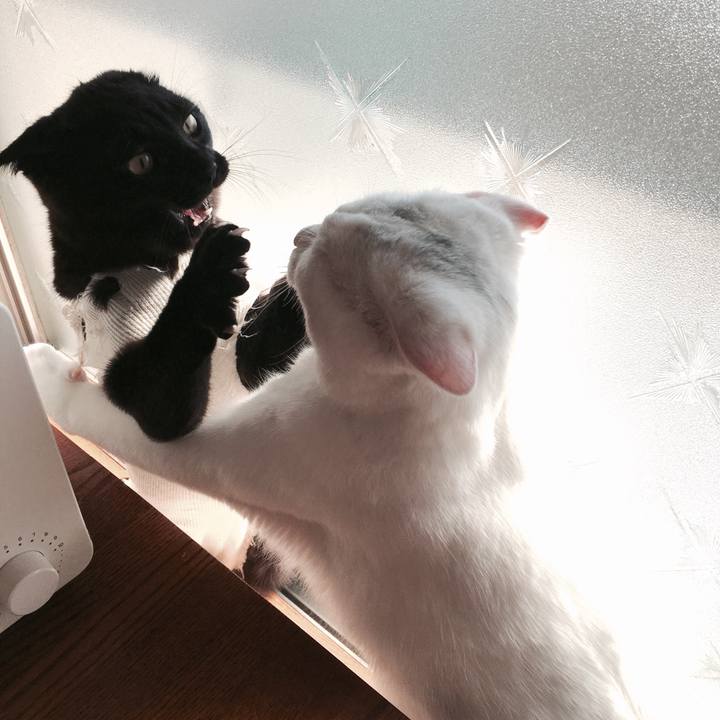 004c38e9 989f 4d22 ae15 bd9aef6af4b2