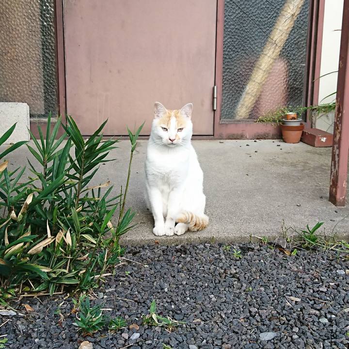 004fcde5 de32 4e2d a23e cf4e89a4b979