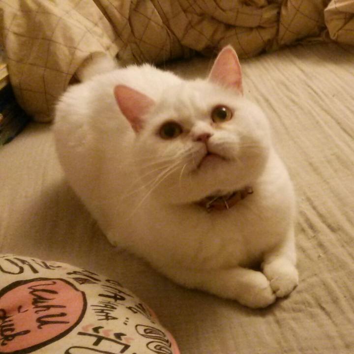 0051fcfe cf0f 438a 979a 4d38c4c6b5d8