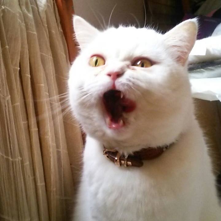 005c25ef 8b9f 4b0a 82b3 fe5565df2bea