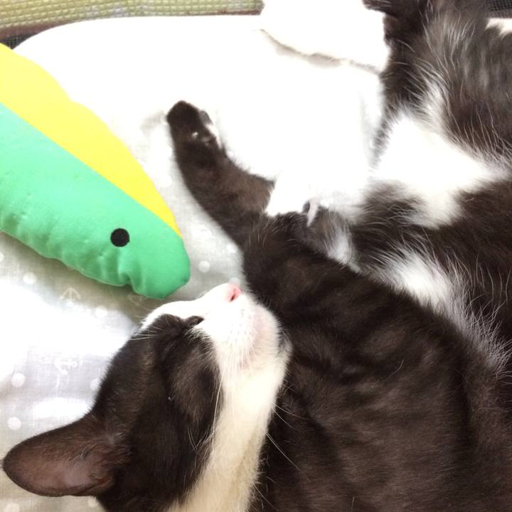 005ca799 b3c9 42d2 a8a3 63d973b8f90f