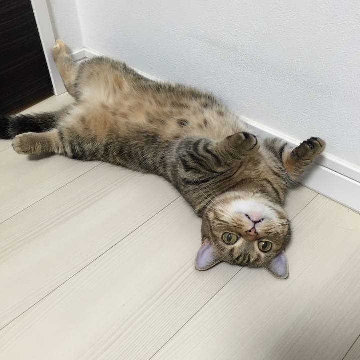 006817da 393b 4096 93e6 4dc83aaef238