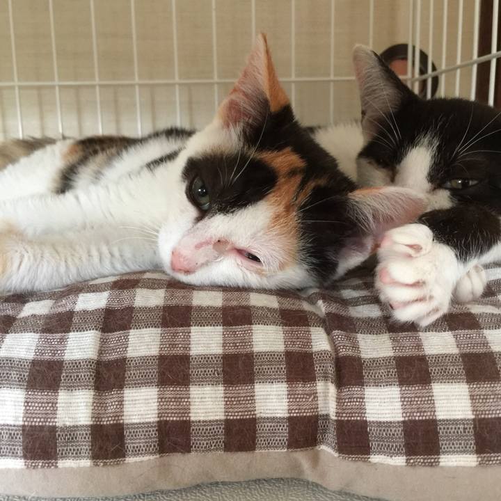 007884da de32 4c83 bb4c 30c72903eb4f