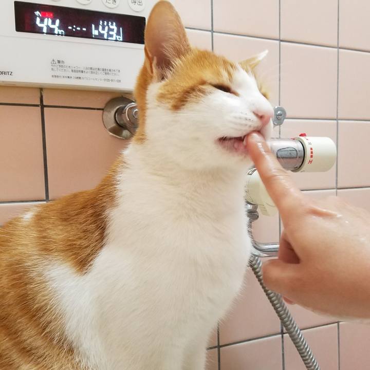 00806734 4c7f 49a1 ae45 c55828583e95