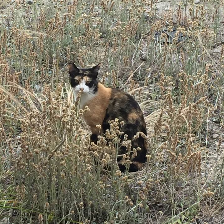 008bd693 7819 4863 9a0c 392728a32d9d