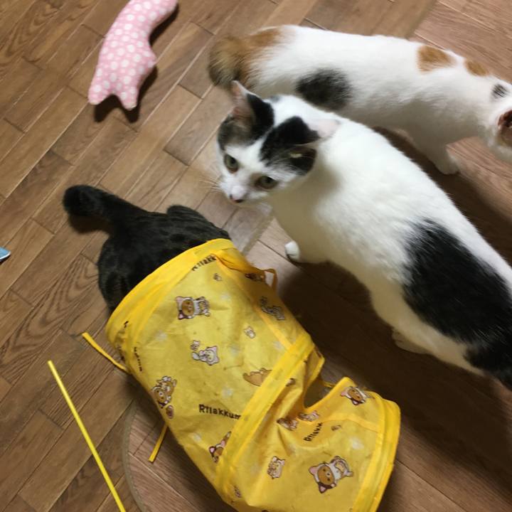 008c35fe 0d8f 417e 89df 1f526a7f4666