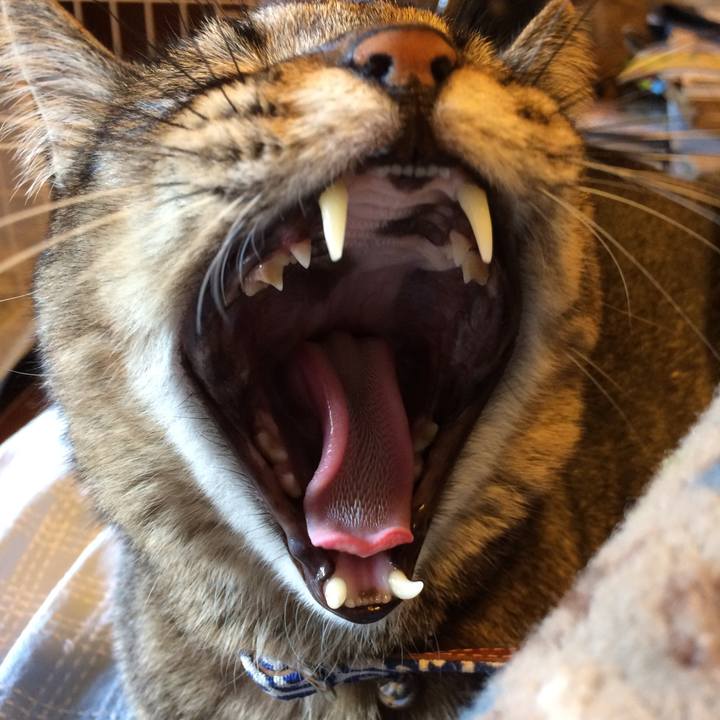 008c6c11 dc04 43c3 a858 dd337779a990