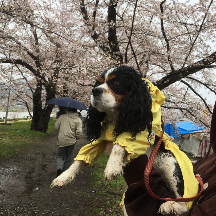 009528d6 d03c 47e2 8f63 8086e71b8ea5