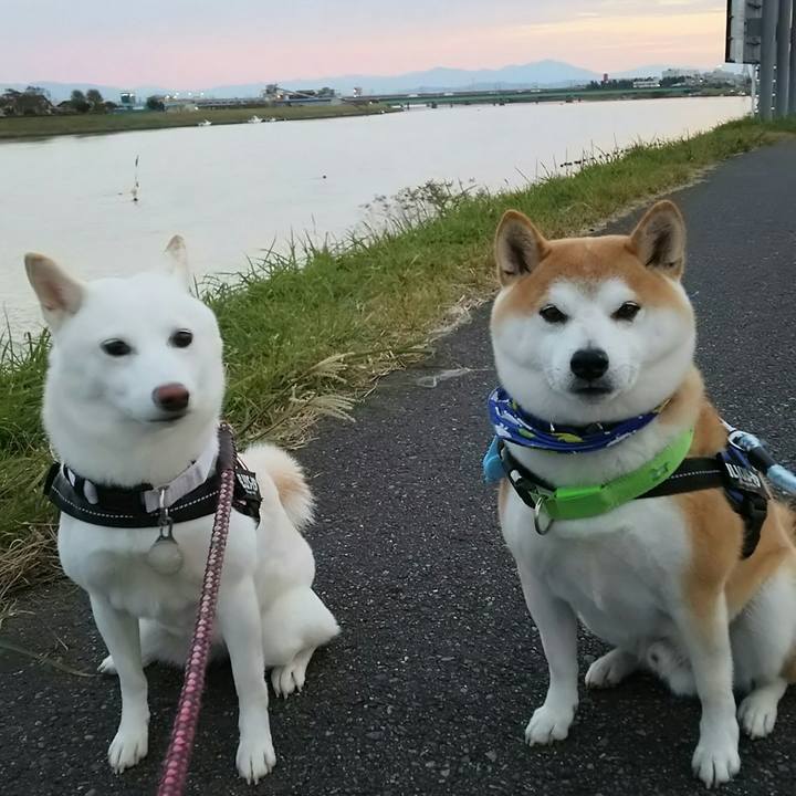 009a77dc 2392 46e0 9577 7b4bfdf09ea2