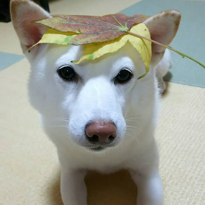 00afd149 927c 452a 8c0a 227cdad82c2a