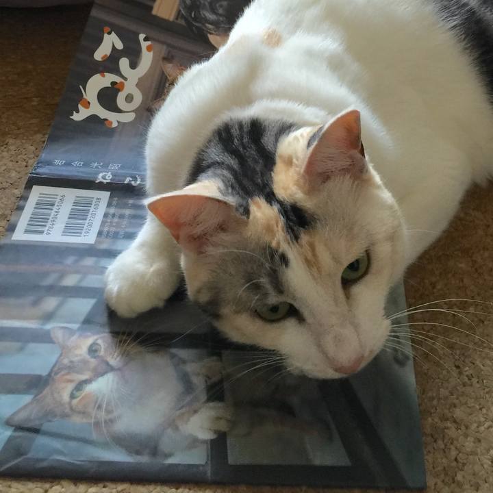 00bac7cf 45ea 4b5d abdc e1d495643449