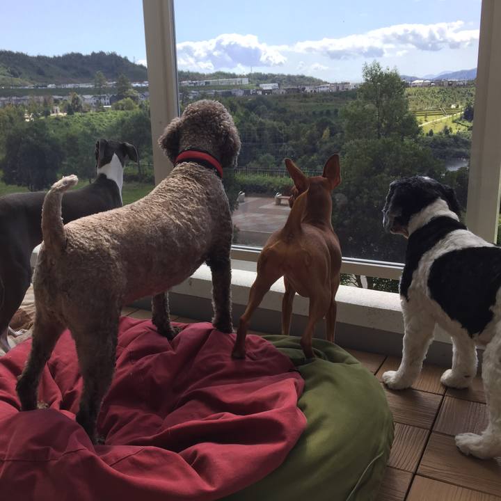 00bd4f16 247e 409d 8908 4e18391da6f8