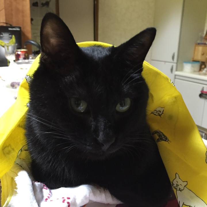 00c4a6dc 84e9 4a55 b977 733473502f4f