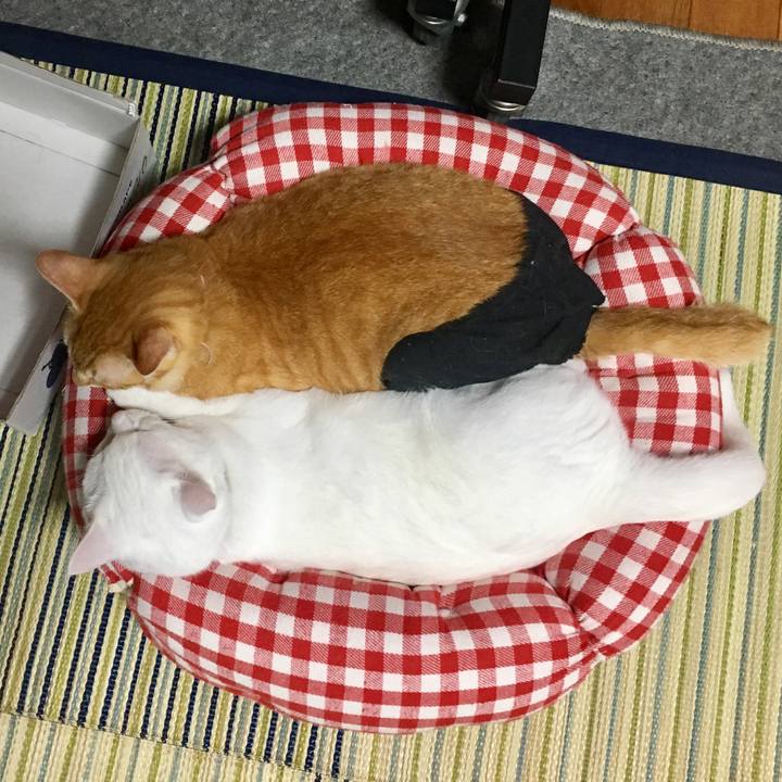 00c8e2c6 8190 4e9f aec6 011a39844e83