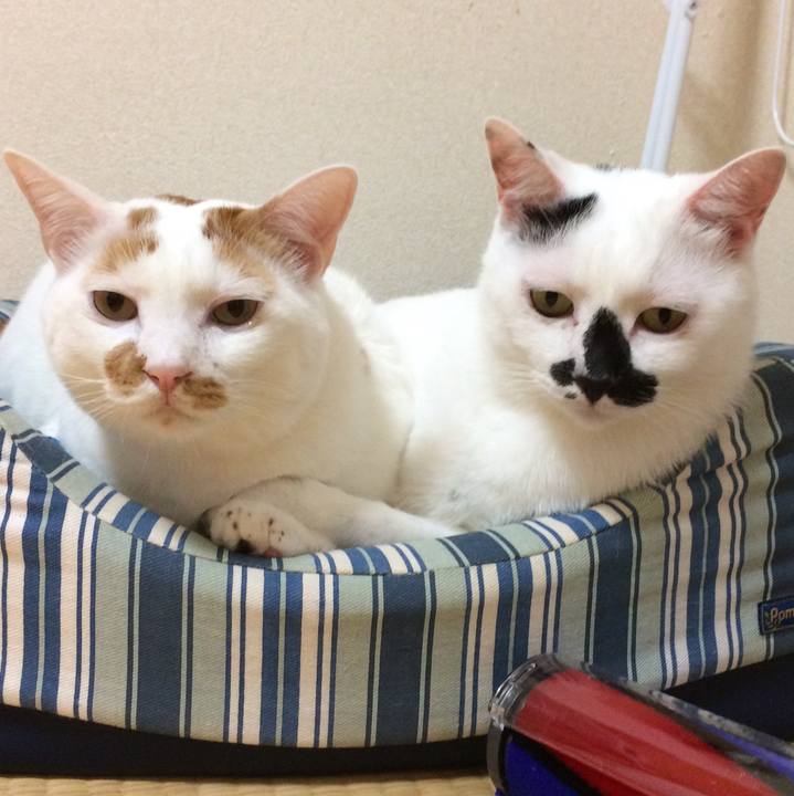 00d702ef ada3 475d 8173 cca7184d1746