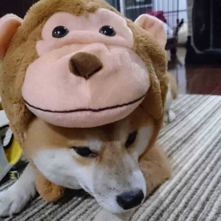 00e3124d 5e0c 4ed0 beaf 508f01f24f70