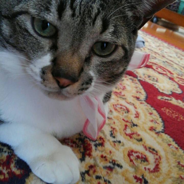 00eebec3 a50f 4030 bd96 c2185ec70653