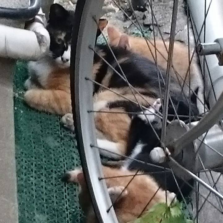 011b72f2 5fb5 4c0f 941c 438b99df63b6