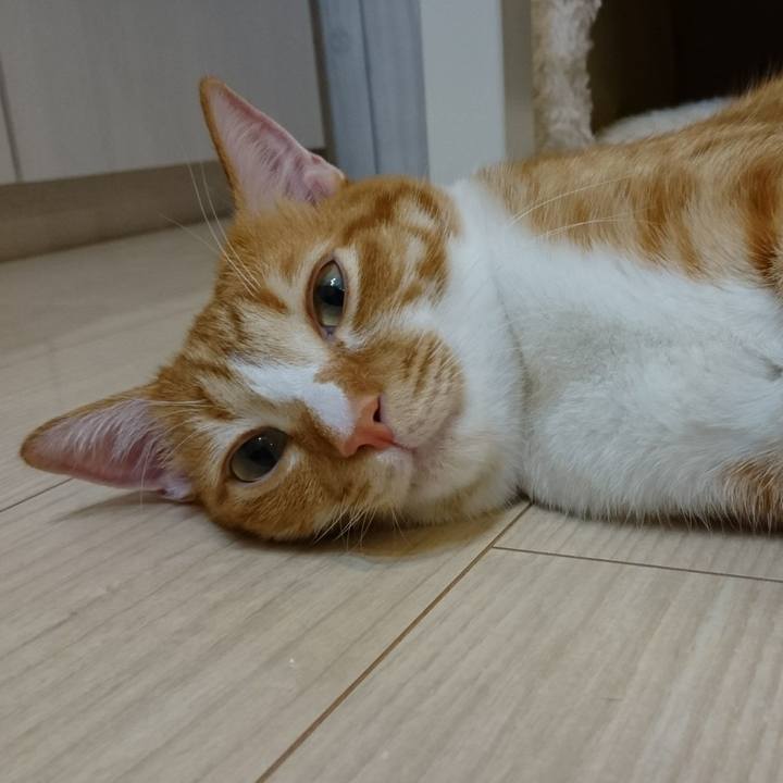 013c225e 16dc 4ffc be51 362c0ace78ca