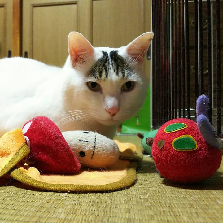 0155f109 cb90 4e84 9507 d2c67f110db9