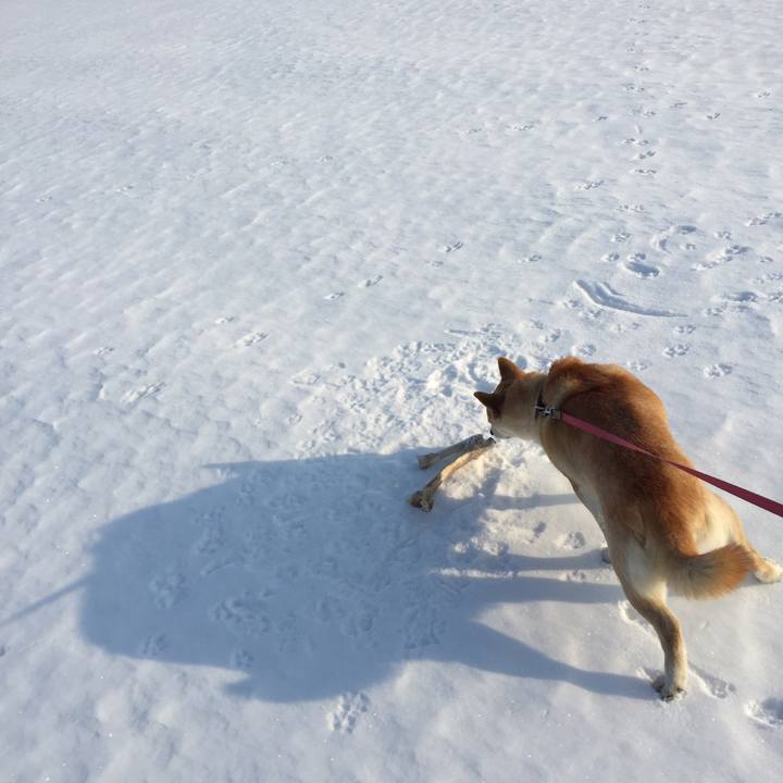 0168e352 1872 4b9b bd75 4f8336f9e255