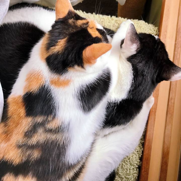 017d5860 4470 4541 931b b1be0def9c82