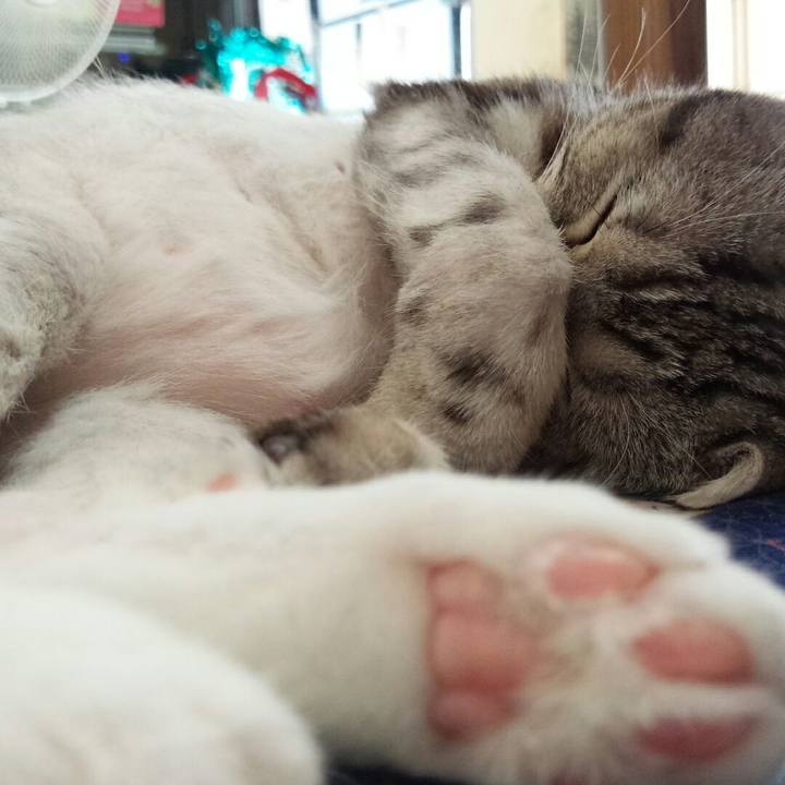 018d90bd 4403 41ce a390 5eec1d2637be