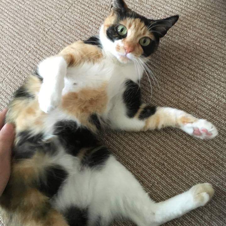 018fce68 9e6e 412b baac 4f05790171bc