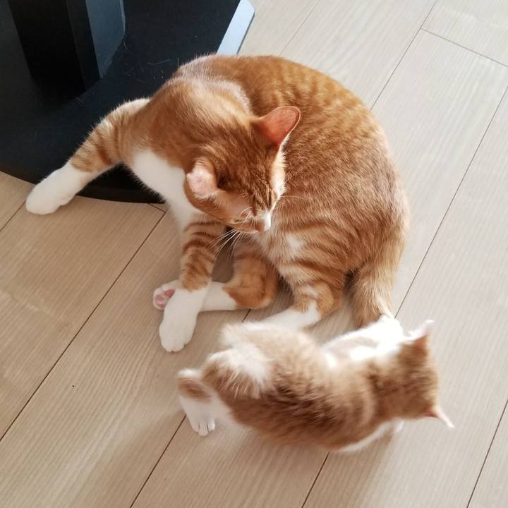 019a4def 4460 4769 a370 5329a950e0b8