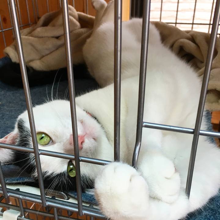 019d13fe ab03 4a3a ac1c baf4ab2e980d