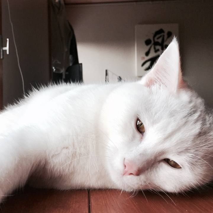 019fb4e6 34cc 423e 932b 79b8708f66dd