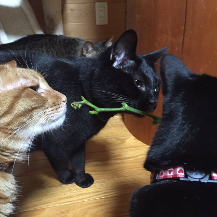 01c346a6 7715 42d1 a493 86c271b898a6