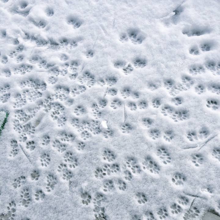 01c8c4b4 c498 4739 be4a e80c441c77b9