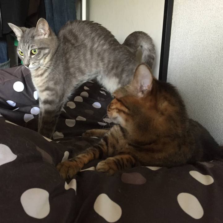 01cb6c39 afcc 401d 869c 4c0b668ed298