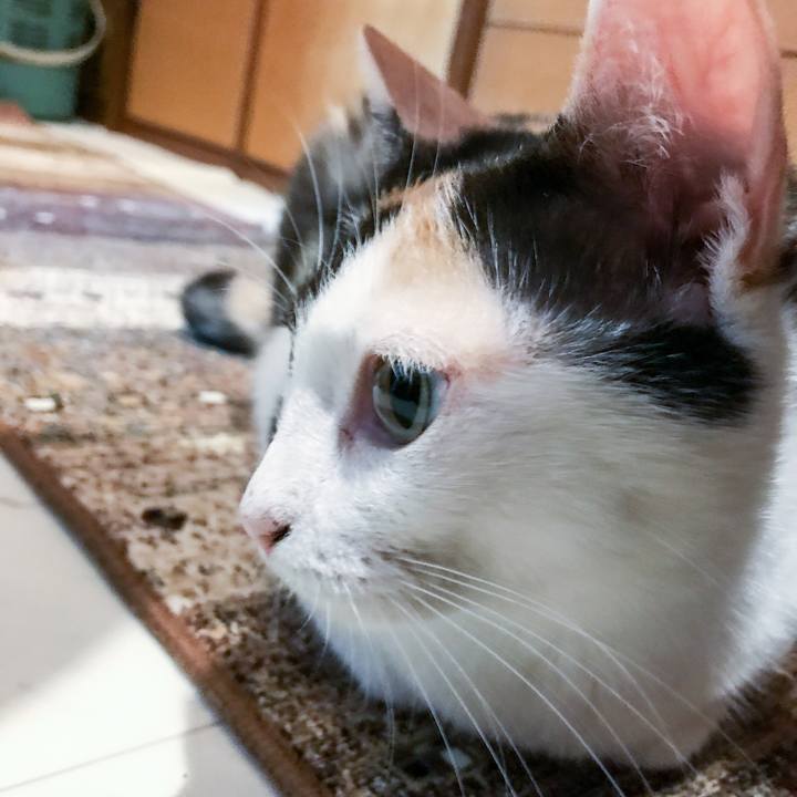 01ea4b5a f6e7 423d acdc 93815568683e