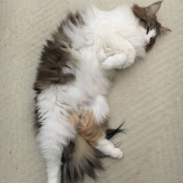 0200c337 cf2c 4f6b a819 91c83061cba0