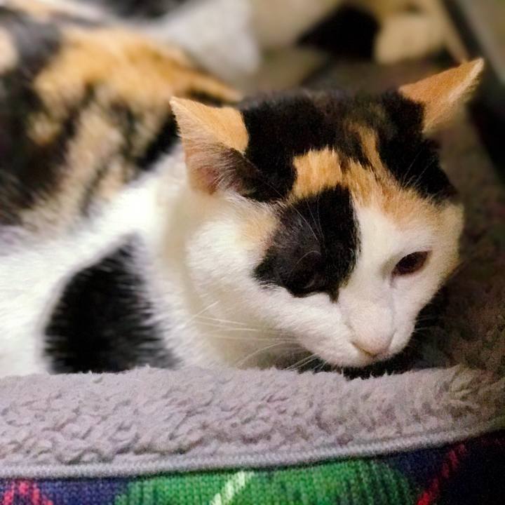 0204346b afa2 4f69 bfec 865c1b6c0aaa