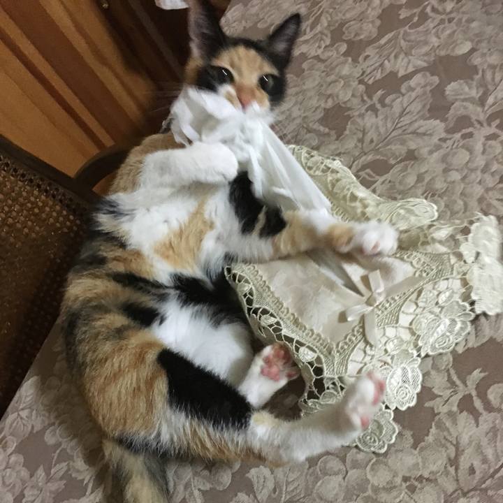 0205d85f 64d2 46e9 bc19 b391b6d45a48