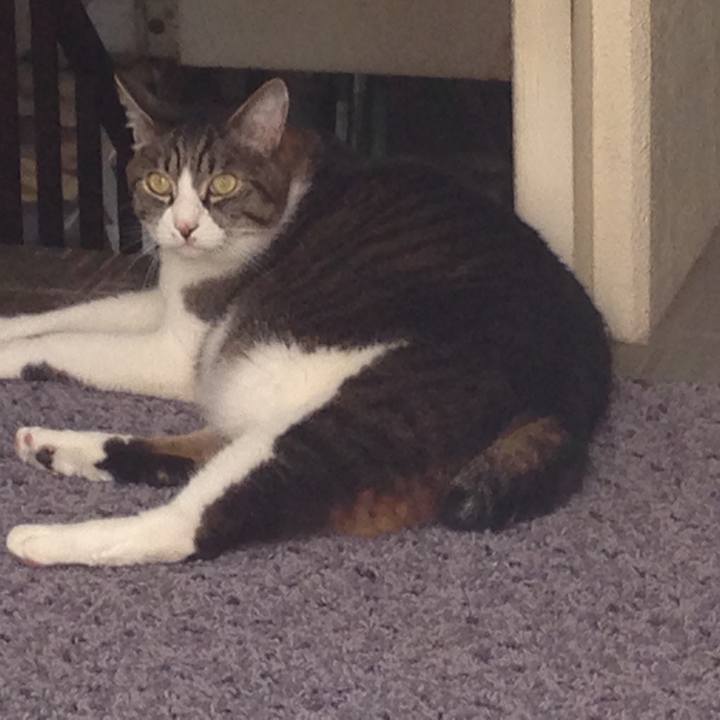 020acf85 8746 41da 9375 1efee0ac03f4