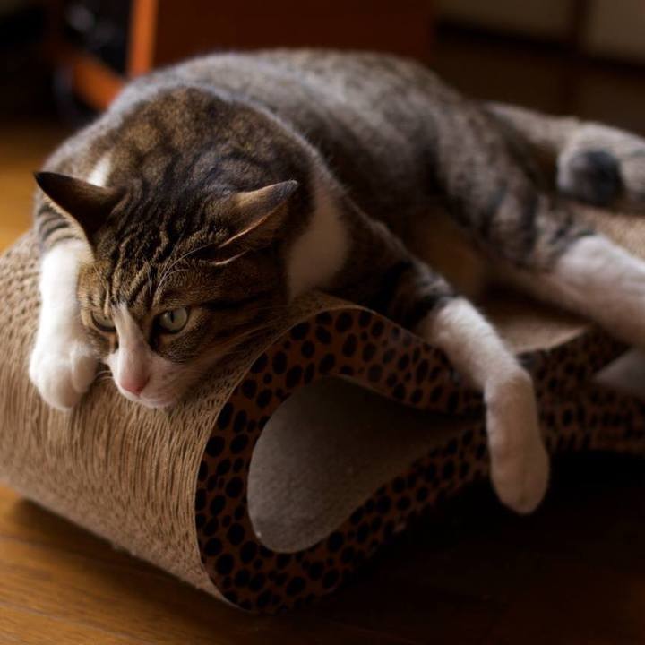 021ec1ac 81e0 4a55 842b 3cfcf7ac4b99