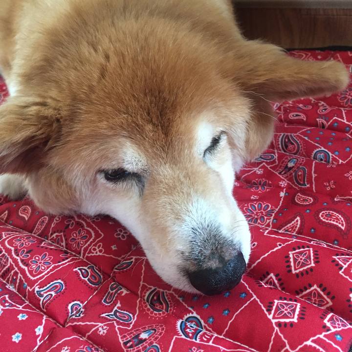 02223151 61ce 42a8 8eb6 e91e828b74e2