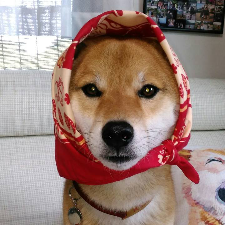 02c3df2f 3982 413e 97d6 e89ee7330295