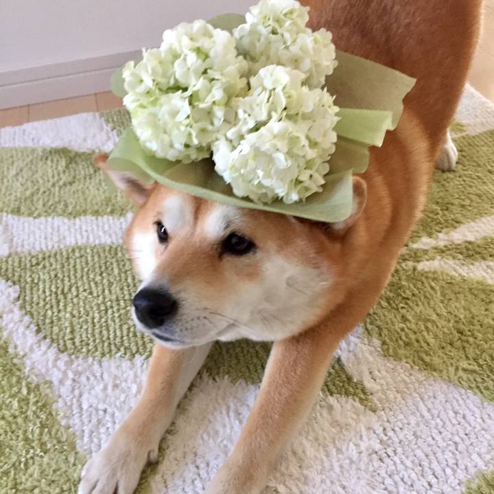 02f8cafd 7b2d 4171 89c4 efdd6c11ed38