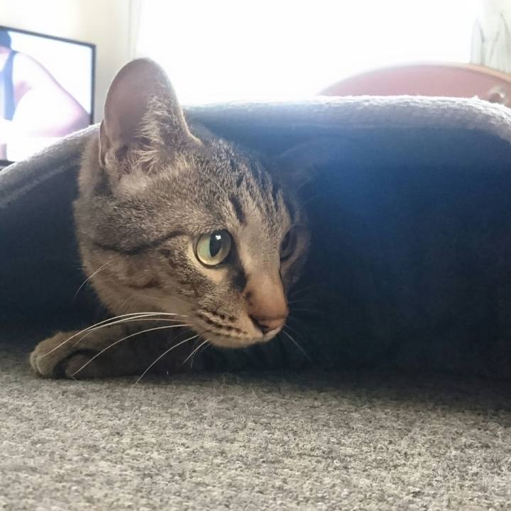 0301e4a5 6519 4fe3 b0c5 0aa583513b4b